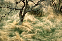 Oak Tree, Sierra Nevada Foothills