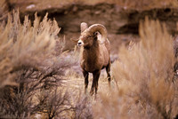 Big Horn Sheep